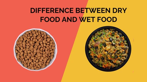 Wet Food vs. Dry Food: Making the Best Choice for Your Pet