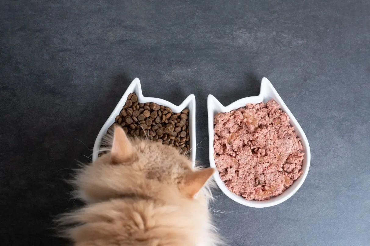 Wet Food vs. Dry Food: Making the Best Choice for Your Pet