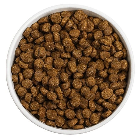 Wet Food vs. Dry Food: Making the Best Choice for Your Pet