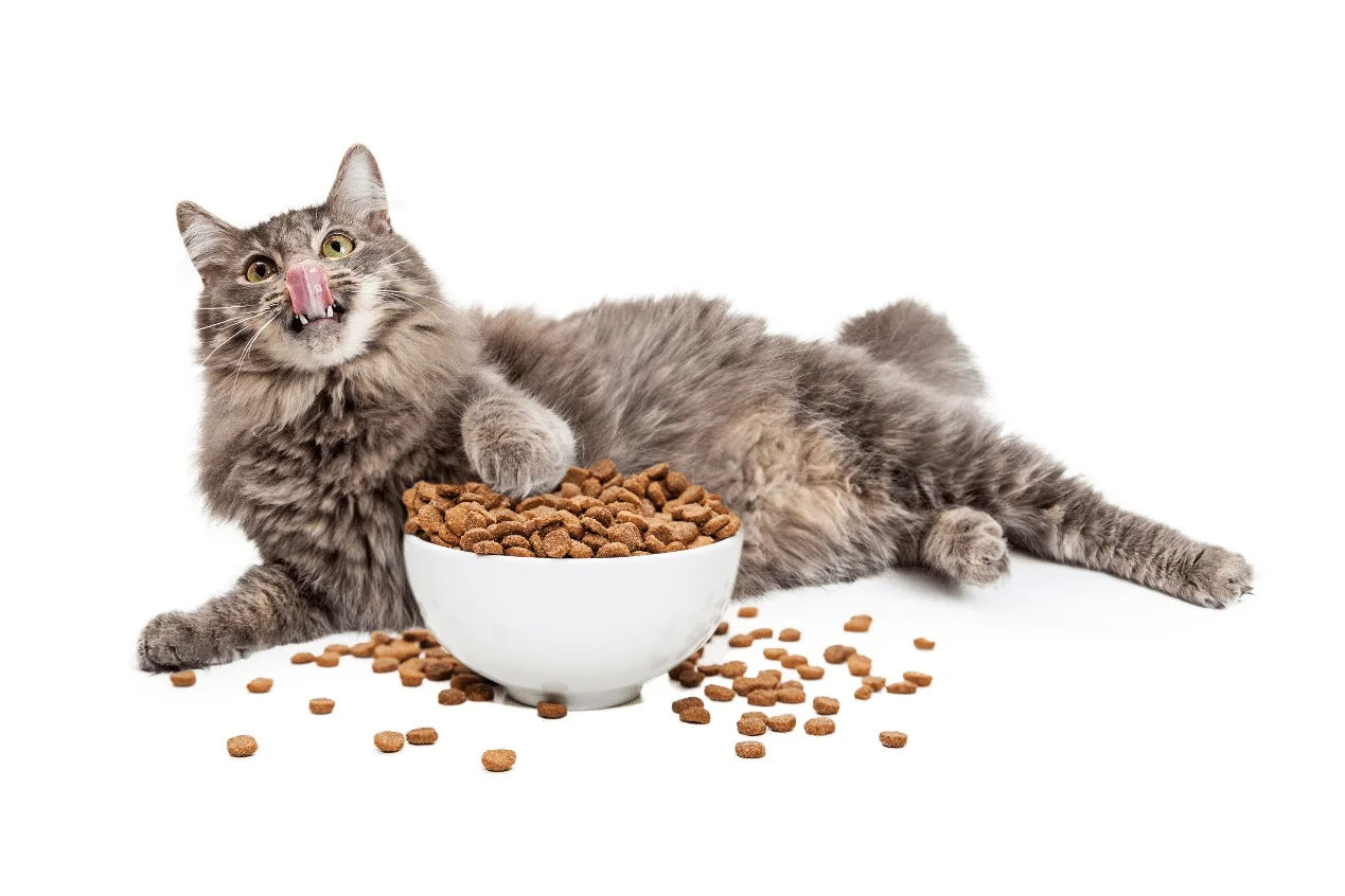 What Essential Nutrients Do Pets Need at Different Life Stages