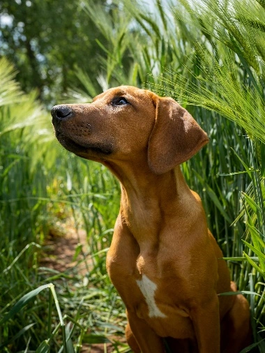 Lemongrass: A Refreshing Protector for Pets 