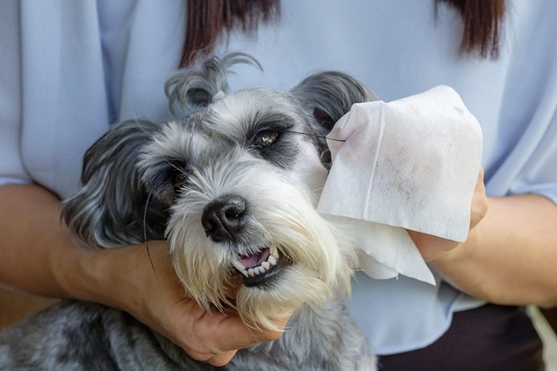 Phytopaw will launch the Gentle Wipes