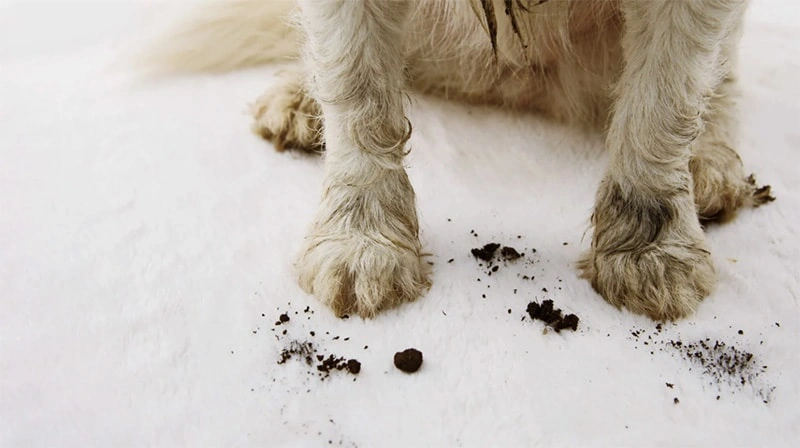 Phytopaw will launch the Gentle Wipes