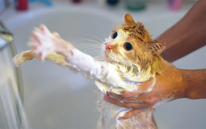 cat bath