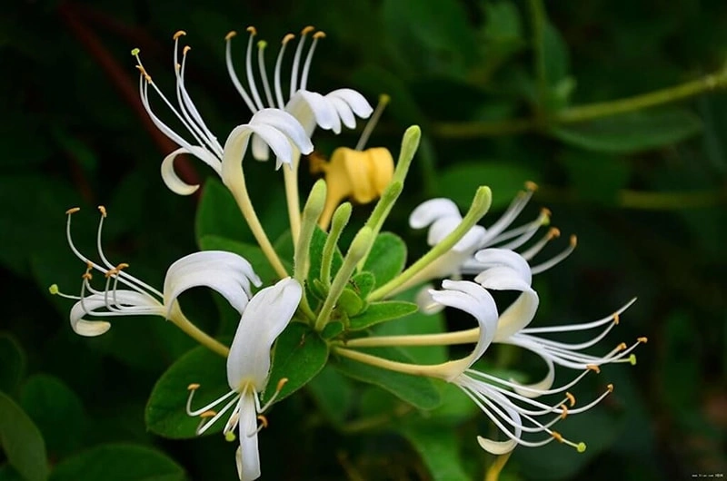 Honeysuckle: Nature&rsquo;s Soothing Touch for Pets 