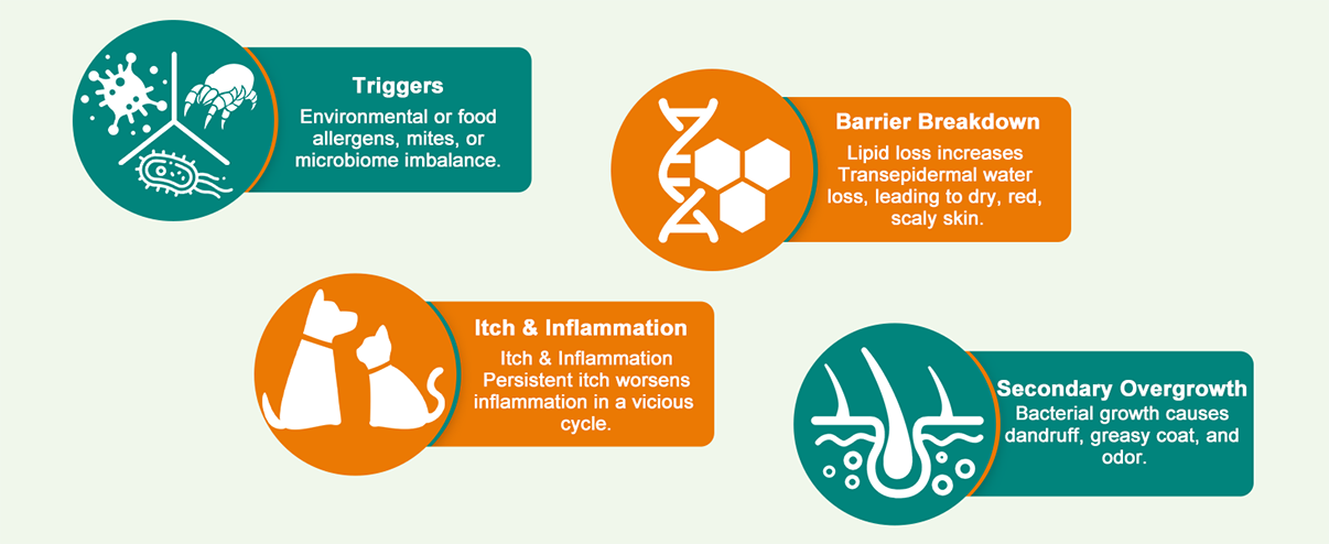 ImmuneBalance Skin Spray