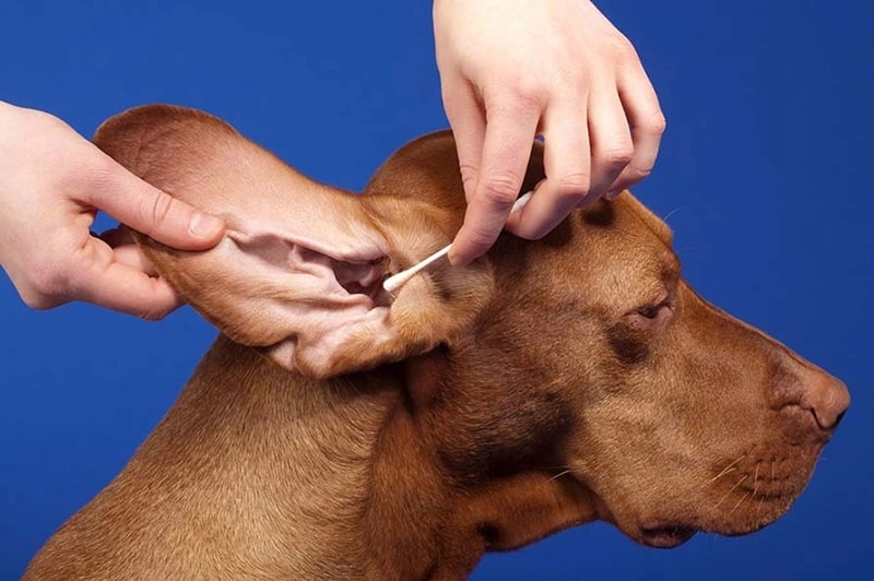 What’s the Safest Way to Clean My Pet’s Ears?