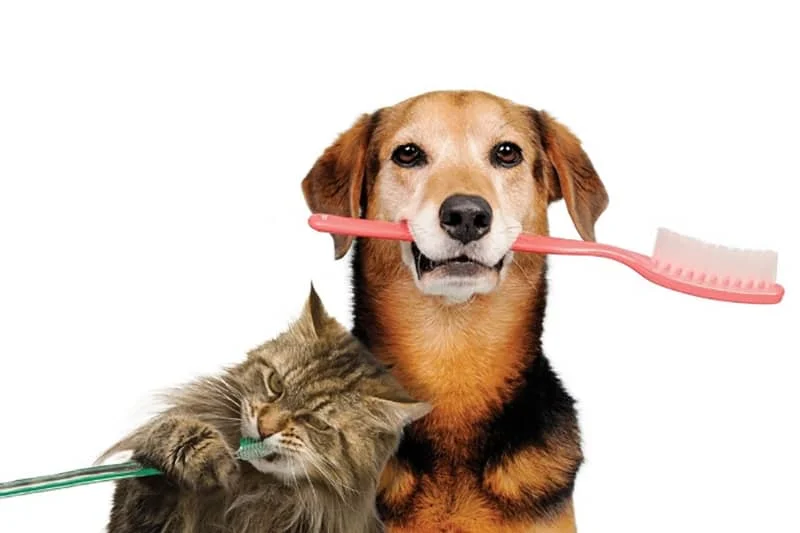 What Are the Signs of Dental Disease in Pets?