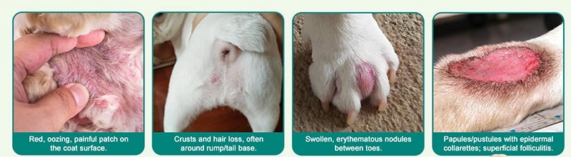 Why Is My Pet Itching So Much &mdash; and What Does It Mean?