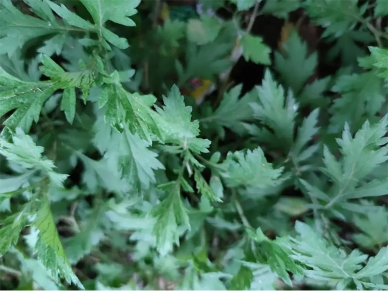 Mugwort: A Protective Shield for Sensitive Pet Skin