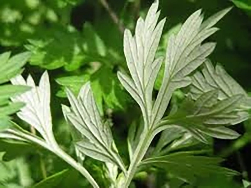 Mugwort for pet