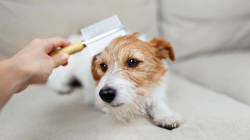 Core Benefits of Turmeric for Pet Skin