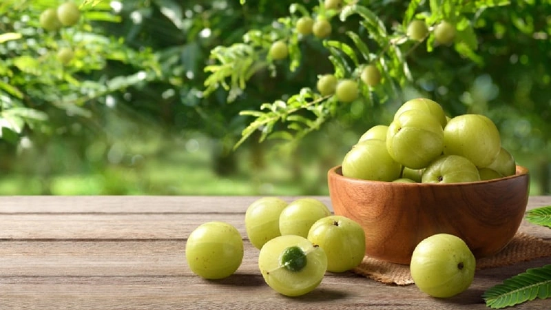 Amla: A Vitamin C Powerhouse for Pet Vitality